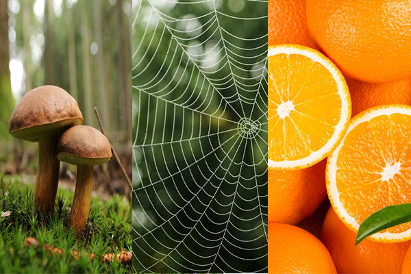 Mushrooms, Spiders and Oranges: The materials taking the fashion industry by a sustainable storm