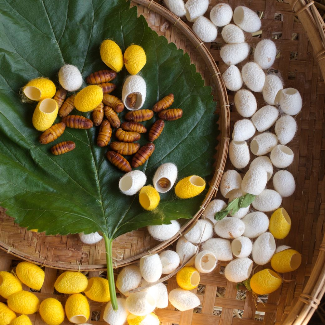 This is why vegans don’t wear silk… Bare Fashion