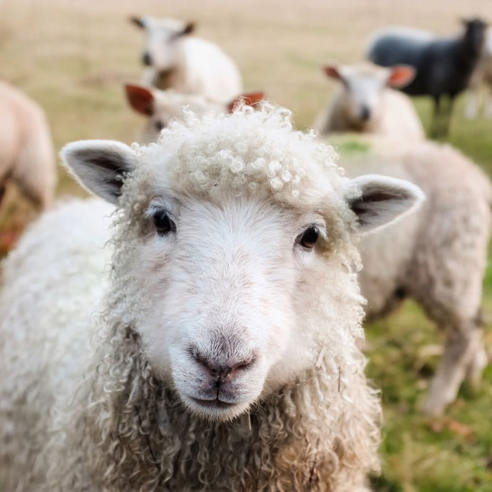 Can PETA find a viable alternative to wool?